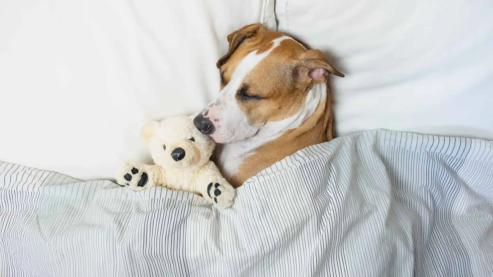 melatonin for dogs.jpg